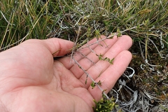 Coprosma cheesemanii