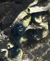 Spirobranchus cariniferus