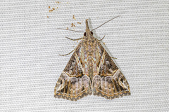 Hypena laceratalis