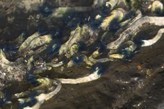 Spirobranchus cariniferus