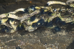 Spirobranchus cariniferus