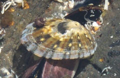 Cellana ornata
