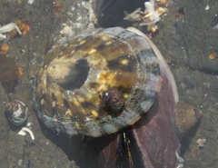 Cellana ornata