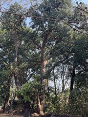 Mangifera indica