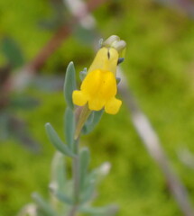 Linaria munbyana