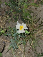 Argemone aurantiaca