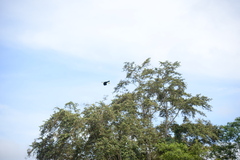 Rhyticeros undulatus