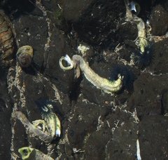 Spirobranchus cariniferus