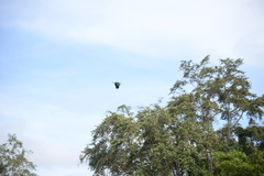 Rhyticeros undulatus