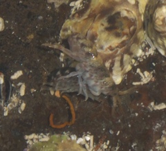 Hyalidae