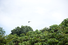 Rhyticeros undulatus