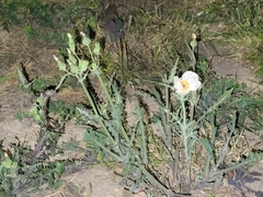 Argemone aurantiaca