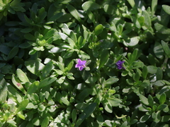 Calibrachoa parviflora