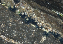 Spirobranchus cariniferus