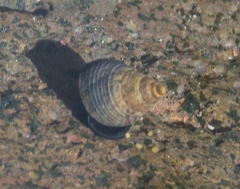 Austrolittorina cincta