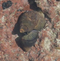 Austrolittorina cincta