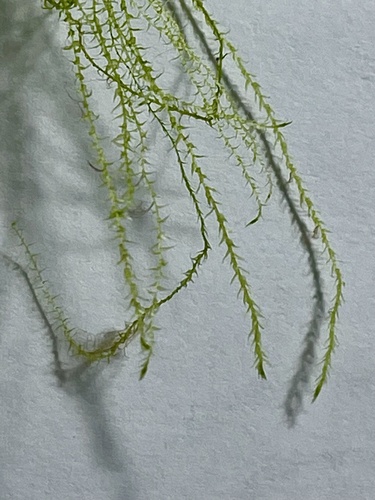 Amblystegium serpens