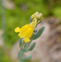 Linaria munbyana