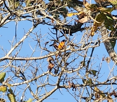 Pericrocotus flammeus