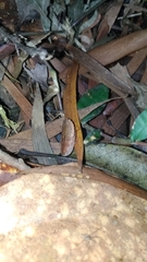 Opisthoplatia orientalis