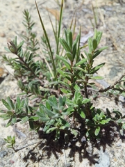 Hibbertia crinita