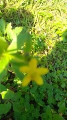 Ranunculus cantoniensis