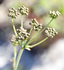 Lichtensteinia lacera
