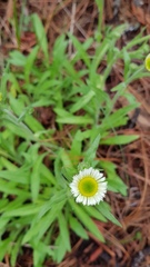 Erigeron longipes