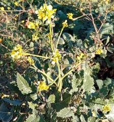 Brassiceae