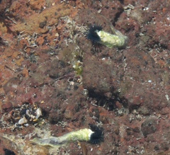 Spirobranchus cariniferus