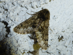 Apocheima hispidaria