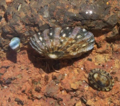 Cellana ornata