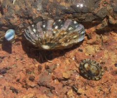 Notoacmea parviconoidea