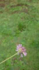 Erigeron longipes