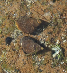 Austrolittorina cincta