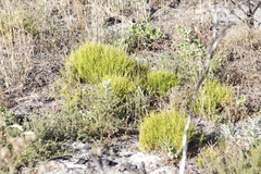 Aspalathus retroflexa retroflexa