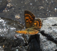 Lycaena 'canterbury common copper'