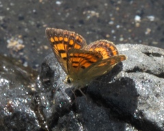 Lycaena 'canterbury common copper'
