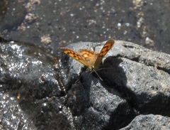 Lycaena 'canterbury common copper'