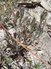 Xanthosia huegelii