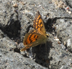 Lycaena 'canterbury common copper'