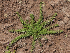 Calibrachoa parviflora