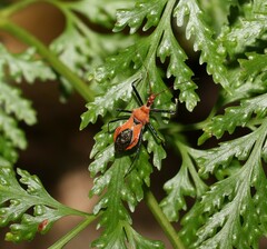 Gminatus wallengreni