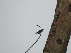 Pycnonotus