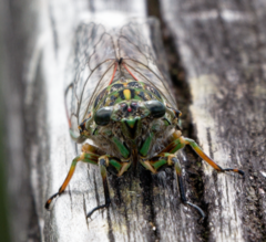 Amphipsalta