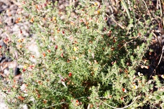 Aspalathus retroflexa retroflexa