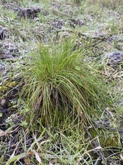 Deschampsia