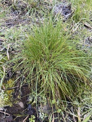 Deschampsia