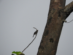 Pycnonotus