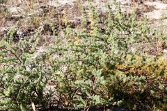 Asparagus rubicundus